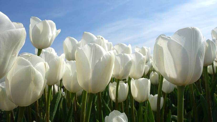 white tulips field, bulbs, spring, holland, tulip fields, flower, HD wallpaper