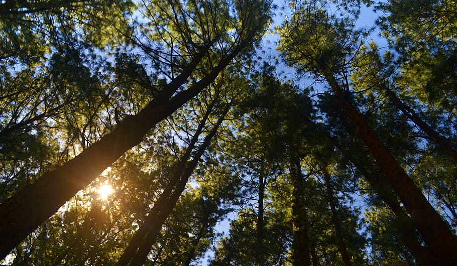 Pine, Forest, Sunlight, ray, green, nature, landscape, woodland HD wallpaper