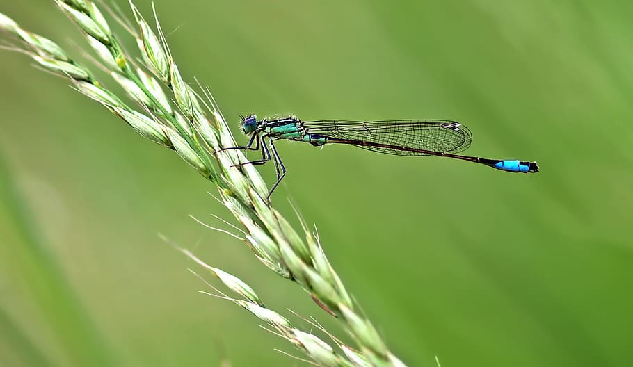 close up photo of blue damselfly perched on wheat, insect, nature HD wallpaper