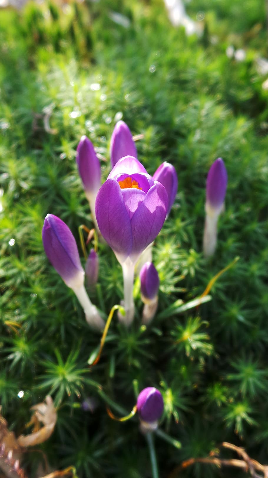 Crocus, Purple, Flower, Spring, growth, nature, petal, fragility HD wallpaper