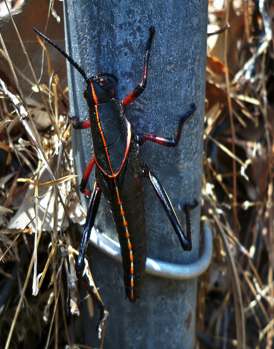 grasshopper, bug, insect, nature, flying insect, black, close-up HD wallpaper