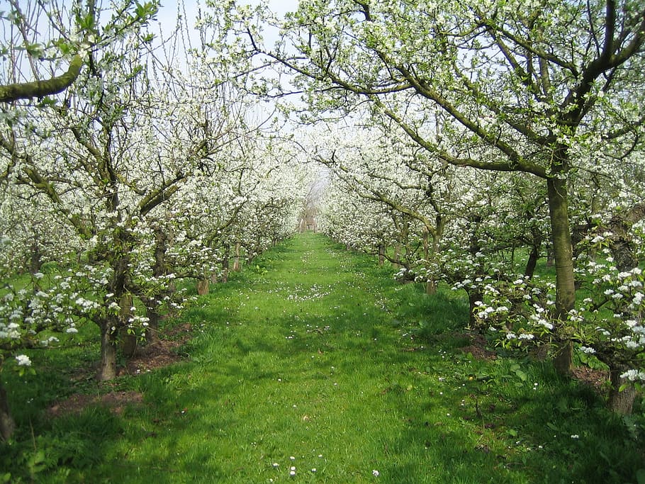 orchard, nature, spring, apple, blossom, plant, tree, growth HD wallpaper