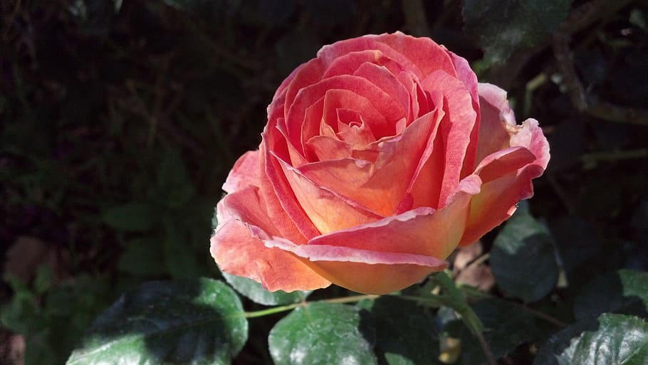 peach, blush, rose, beauty in nature, flower, petal, flowering plant HD wallpaper