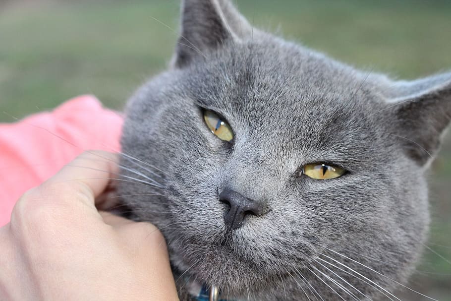 person petting gray cat, stare, cute, grey, feline, fur, kitten HD wallpaper