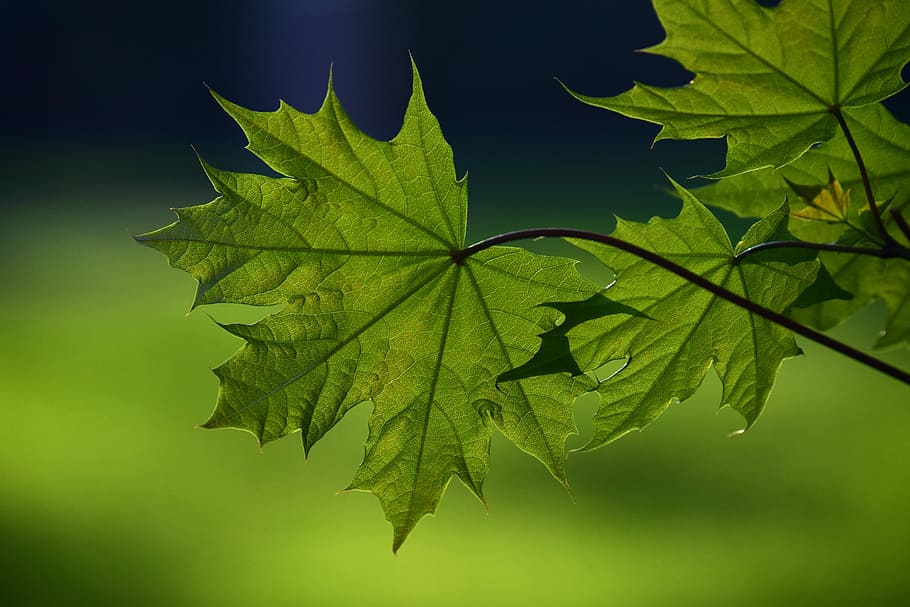 selective focus photography of green maple leaf, plant, nature HD wallpaper