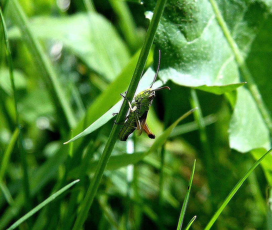 grasshopper, green, insect, antenna, leaf, sitting, entomology HD wallpaper