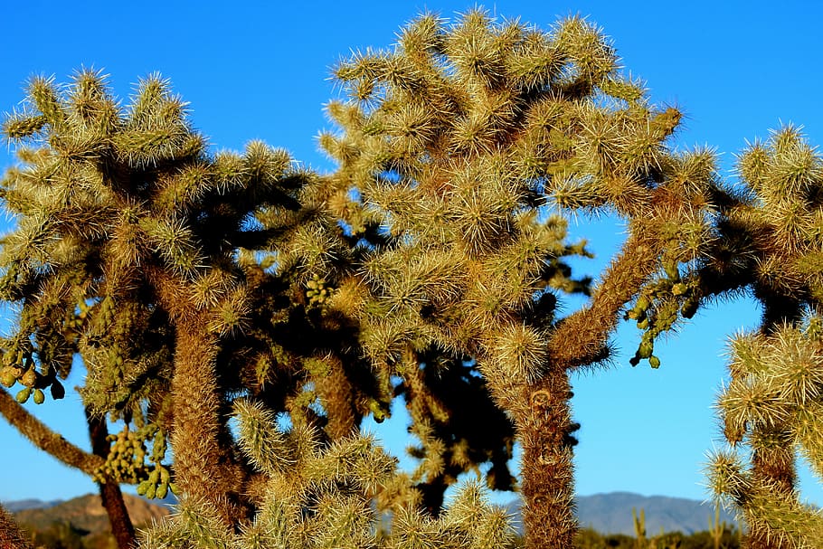 cholla cactus, desert, landscape, nature, natural, southwestern HD wallpaper