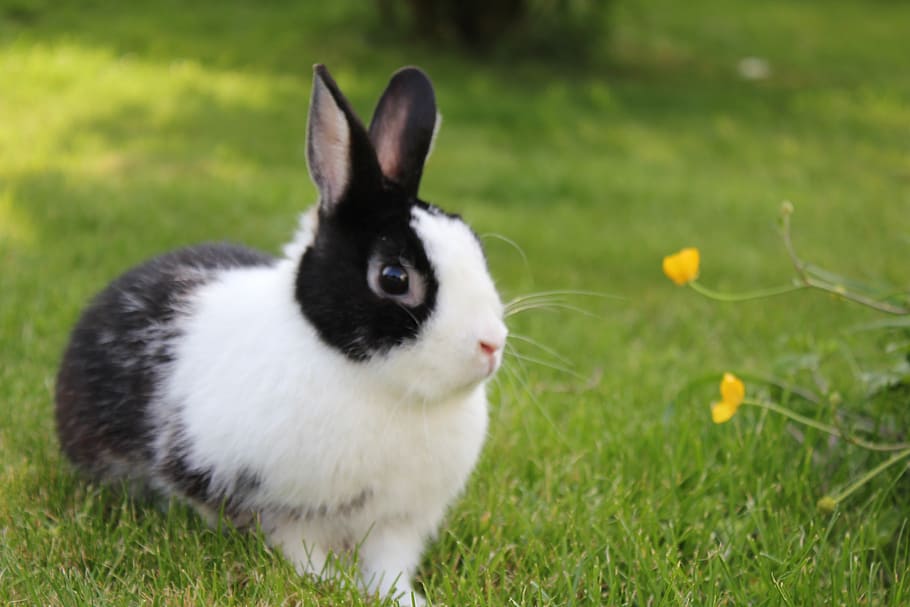 garden, rabbit, grass, animal, animal themes, mammal, one animal HD wallpaper