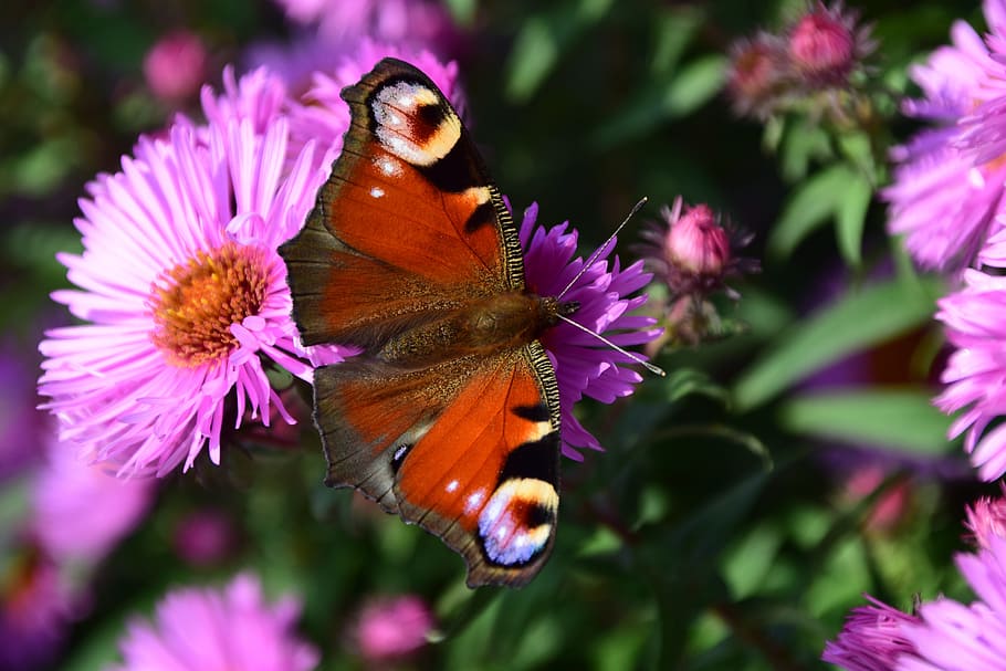 aster, peacock, butterfly, insect, close, flower, nature, peacock butterfly HD wallpaper