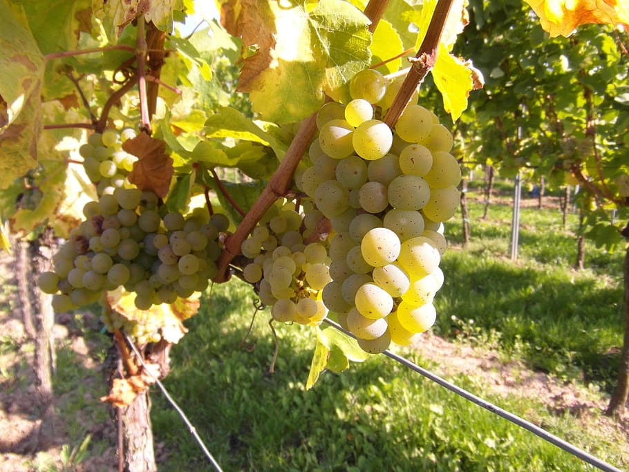 grapes, vine, table grapes, wine, wine harvest, new wine, vintage HD wallpaper
