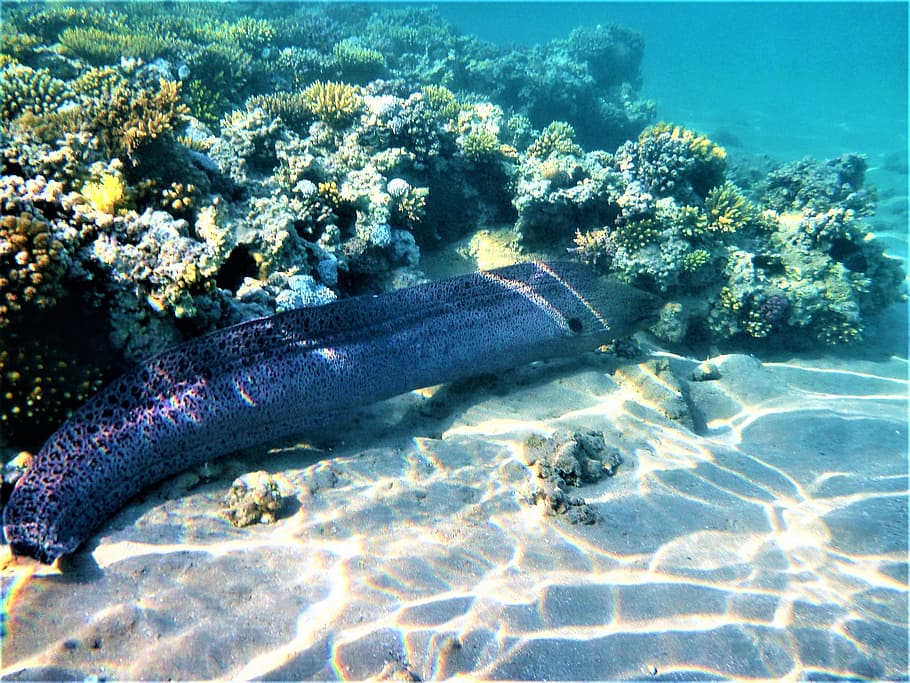 moray, cay, sea, underwater, undersea, animals in the wild HD wallpaper