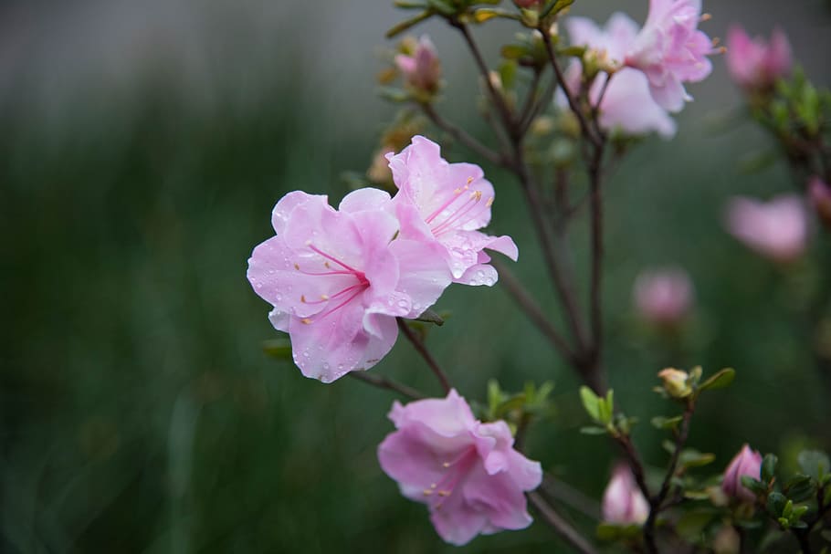 Flower, Spring, flowering, pink color, growth, no people, nature HD wallpaper