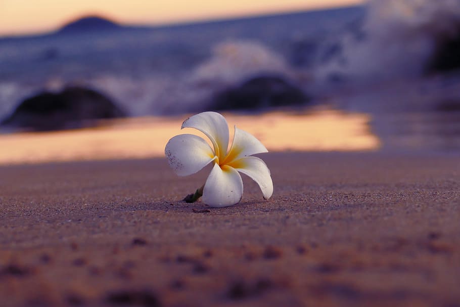 white 5-petaled flower on brown sand beach, shallow focus photography of petaled flower HD wallpaper
