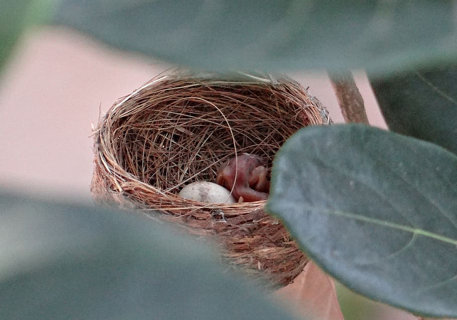 nest, chick, hatched, egg, white-throated fantail flycatcher HD wallpaper