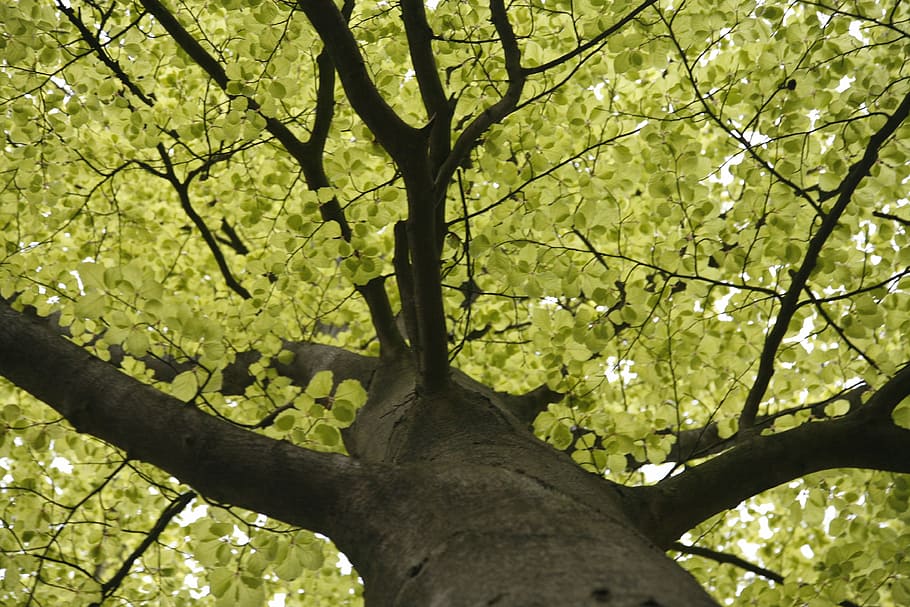 Tree, Forest, Green, Nature, Landscape, environment, wood, leaf HD wallpaper
