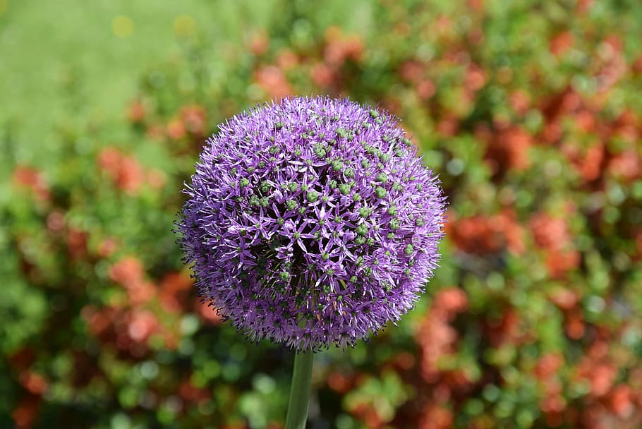 blossom, bloom, spring, nature, plant, macro, garden, purple HD wallpaper