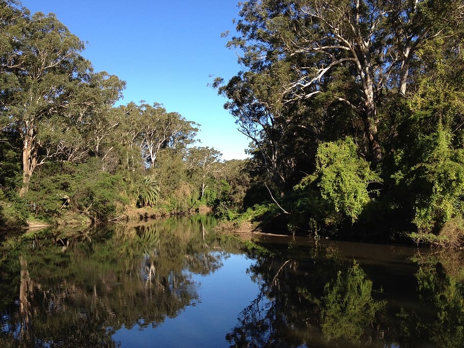 australia, river, stream, water, reflections, forest, trees HD wallpaper