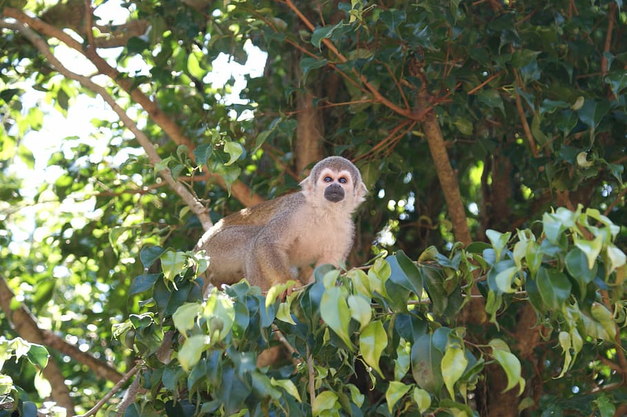monkey, amazon, spider monkey, tree, monkeys, animals, jungle HD wallpaper