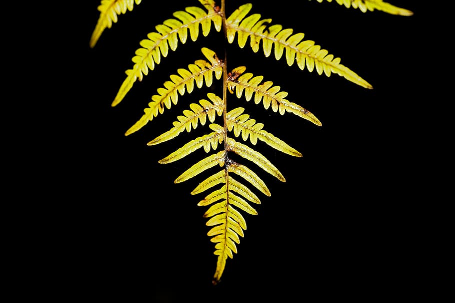 background, nature, leaf, color, plant, fern, winter, ornament HD wallpaper