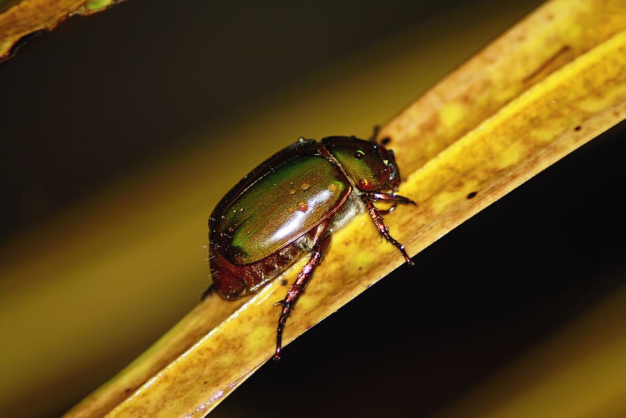 leaf, insect, macro, beetle, bug, close-up, animal themes, animal wildlife HD wallpaper