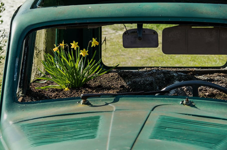 yellow petaled flowers inside green abandoned vehicle, auto HD wallpaper