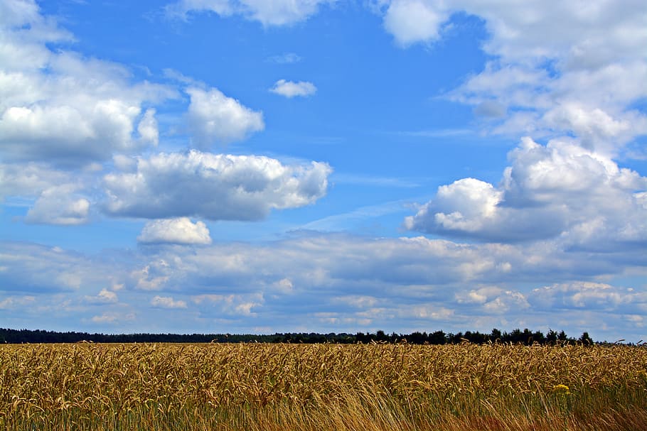 sky, clouds, cereals, landscape, field, agriculture, nature HD wallpaper