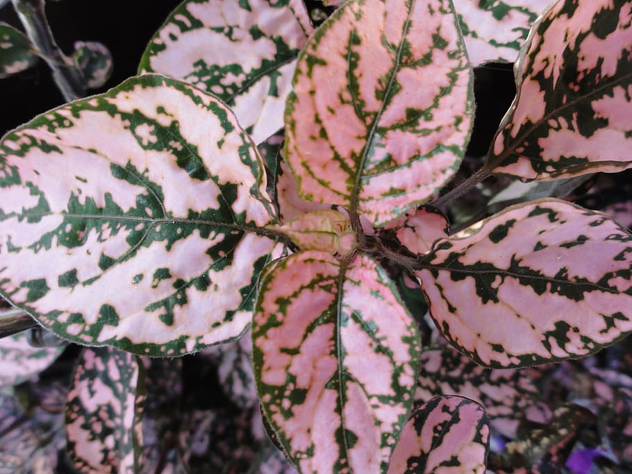 pink, pink sheets, plant, leaf, macro, garden, nature, pattern HD wallpaper