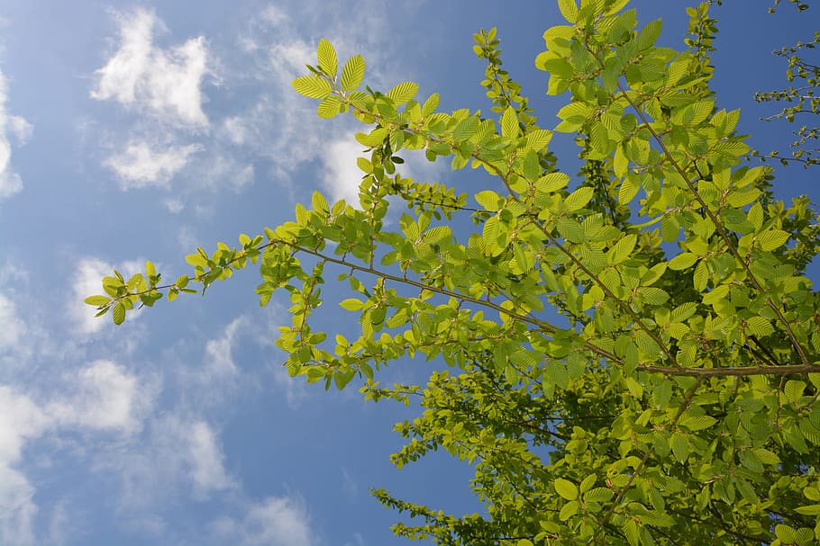 leaf charm, bower, tree, cloudy sky, blue sky, white cloud HD wallpaper