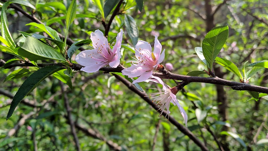 nature, tree, flora, leaf, flower, branch, beautiful, outdoors HD wallpaper