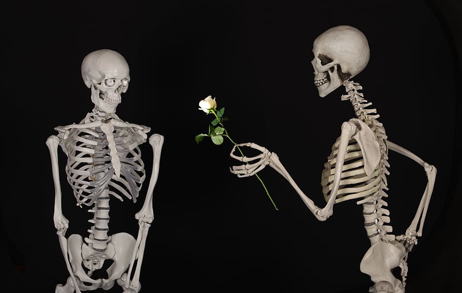 skeleton giving white rose to other skeleton, skeletal, flower