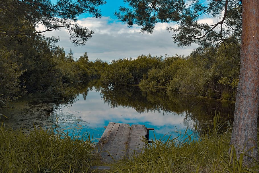 pond, water, summer, plant, tree, reflection, sky, tranquility HD wallpaper