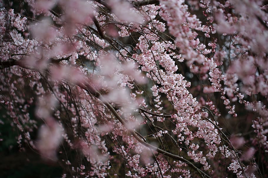 selective focus photography of pink Cherry Blossom, pink leaf tree on focus photo HD wallpaper