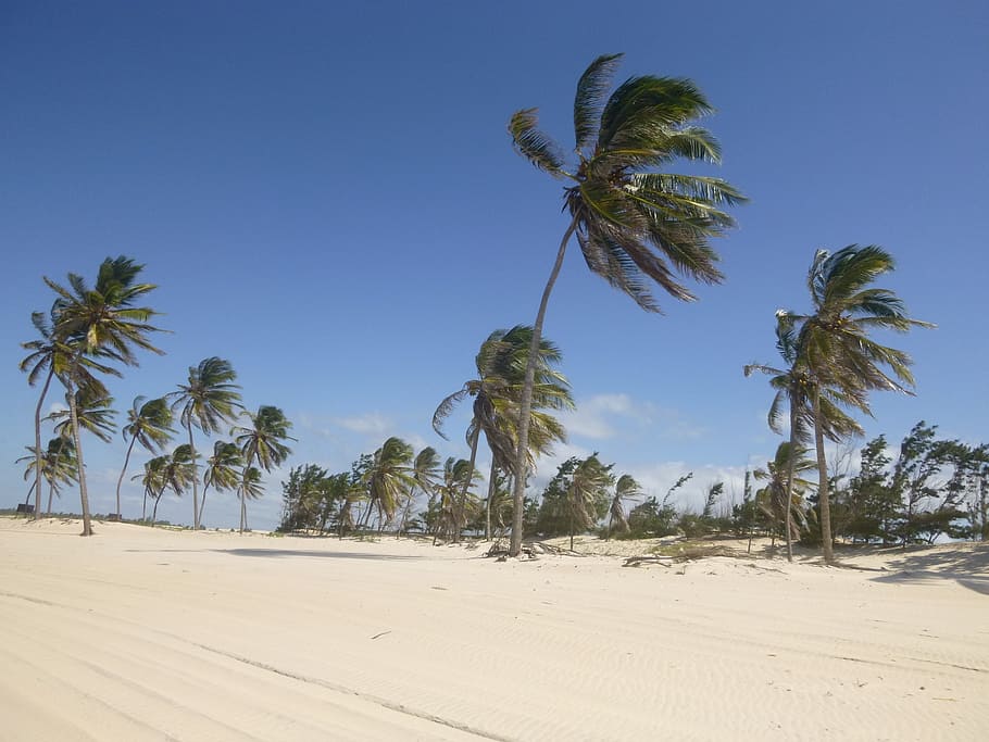 coconut trees, wind, sand, beach, blue sky, palm tree, tropical climate HD wallpaper