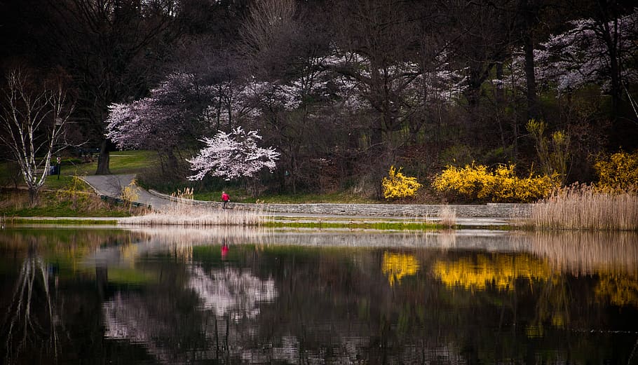 trees and plants reflecting on water, pathway at the garden water reflection HD wallpaper