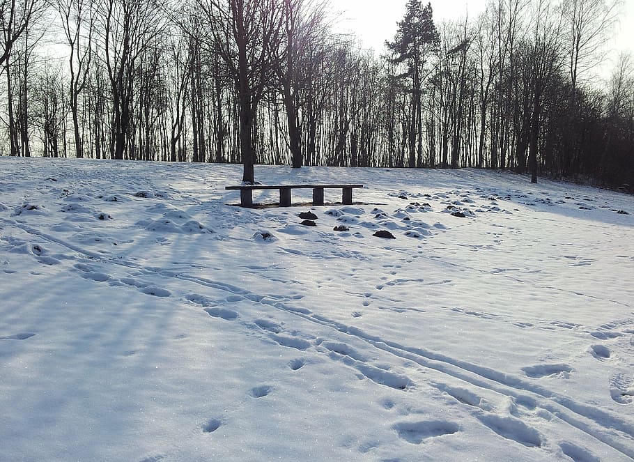 winter, snow, traces, trees, shadow, sparkle, bank, cold temperature HD wallpaper