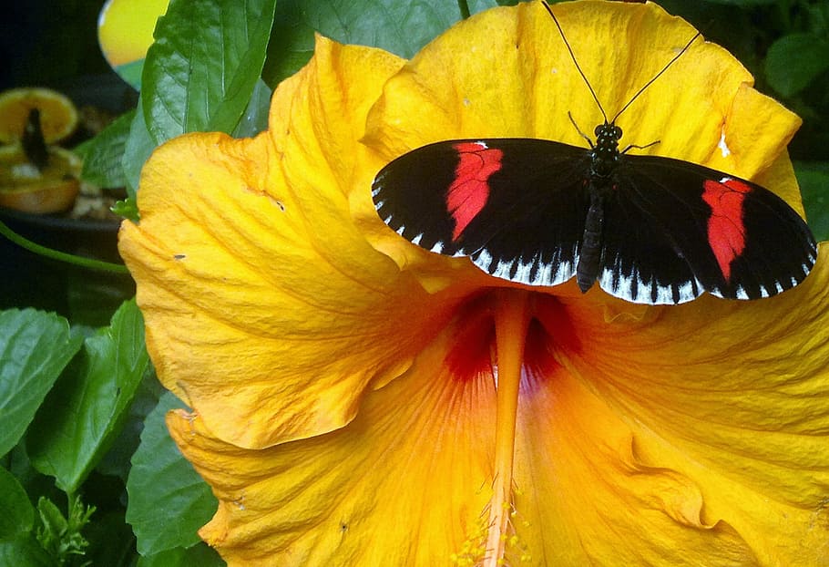 flower, butterfly, summer, beauty in nature, flowering plant HD wallpaper