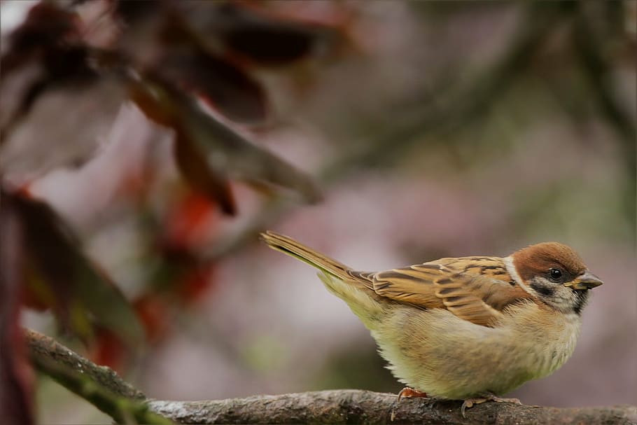 selective focus photography of house sparrow, bird, sperling HD wallpaper