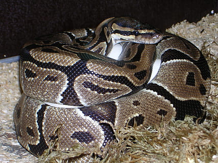 ball python, python regius, snake, reptile, constrictor, egg HD wallpaper