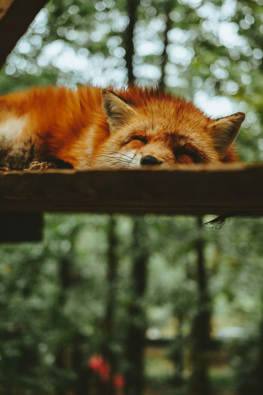 Sleeping Fox, sleeping red fox at daytime, wild, tired, mammal HD wallpaper