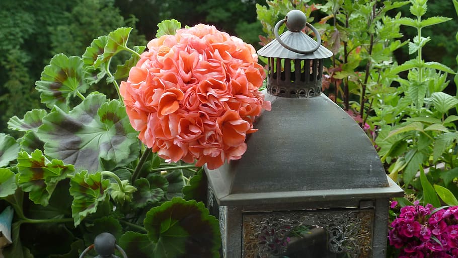 close-up photo of pink petaled flower beside gray candle lantern HD wallpaper