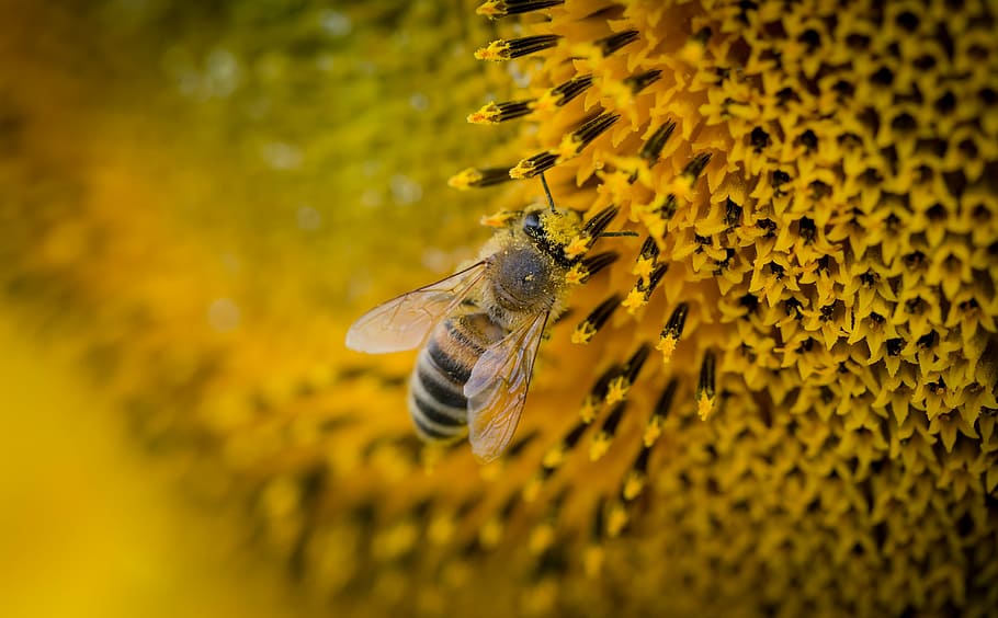 closeup photography of yellow bee perched on sunflower, macro HD wallpaper