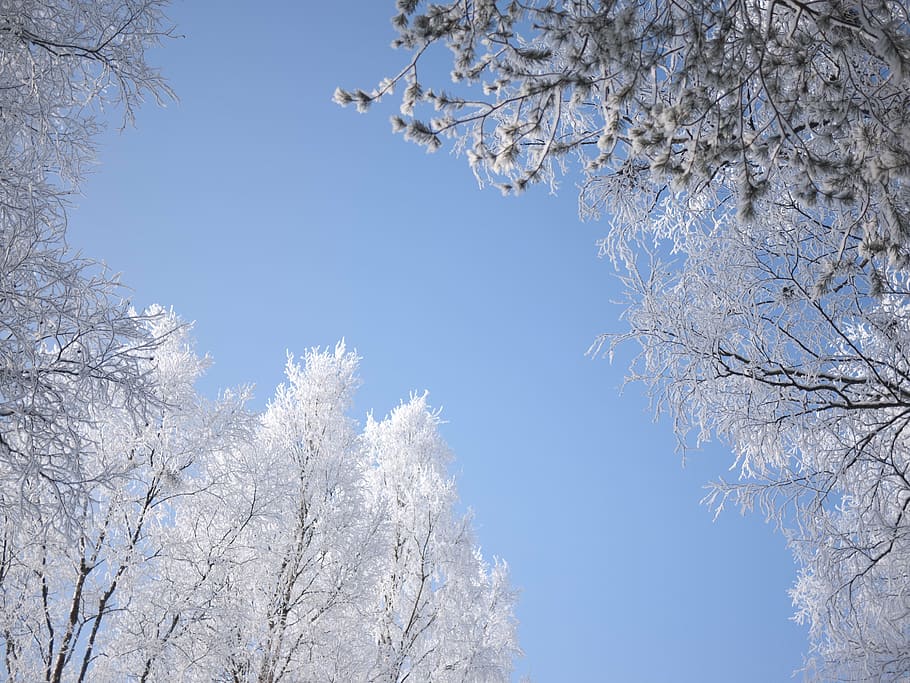 cold, sky, snow, trees, white, winter, plant, branch, cold temperature HD wallpaper