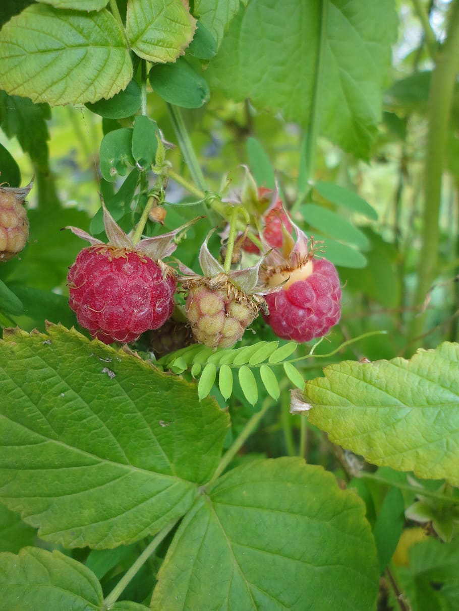 raspberry, raspberries, fruit, vitamin, red, leaf, plant part HD wallpaper