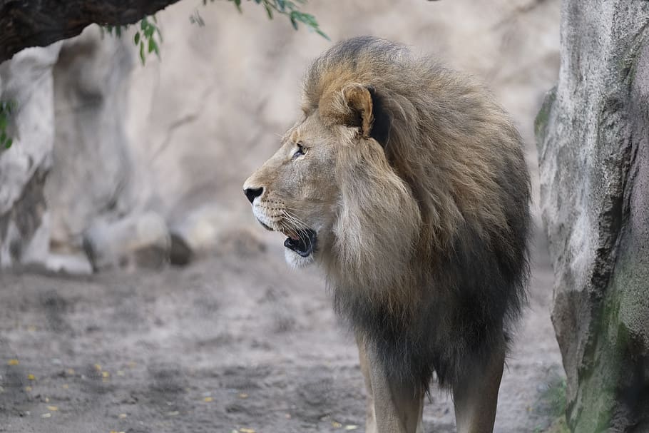 beige lion near gray wall, cat, roar, male, predator, animal, HD wallpaper
