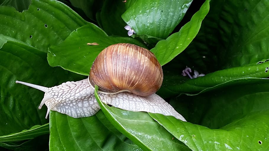 snail, green, summer, mollusk, gastropod, plant part, leaf HD wallpaper