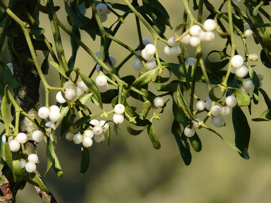 selective focus photography of white berries, mistletoe berries