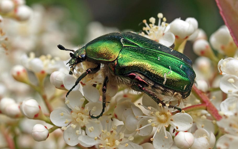 insect, nature, macro, animal themes, one animal, animal wildlife HD wallpaper