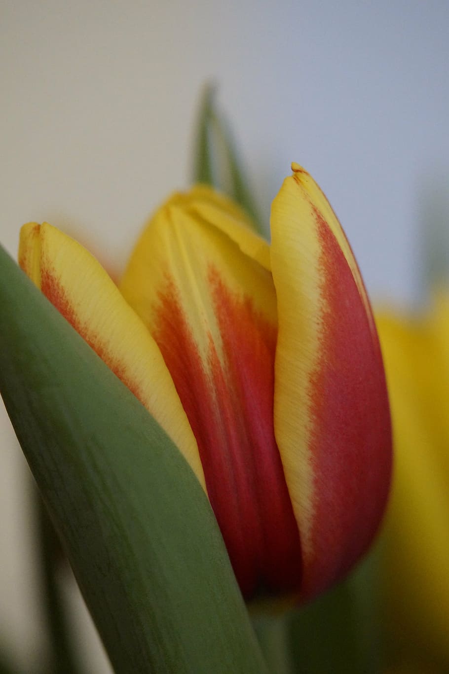 tulip, spring, close, flower, blossom, bloom, macro, yellow flower HD wallpaper