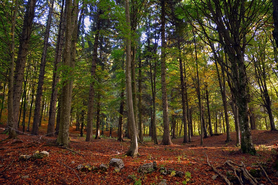 forest, trees, autumn, leaves, trail, mountain, the european path HD wallpaper