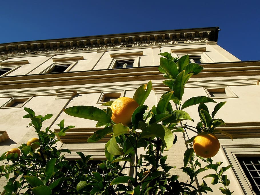 Building, Rome, Rome, Italy, Lemon, Tree, lemon tree, plant, HD wallpaper